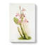 Magnolia Flowers Illustration Tab.59 by Frederick Sander - Wrapped Canvas-55311496