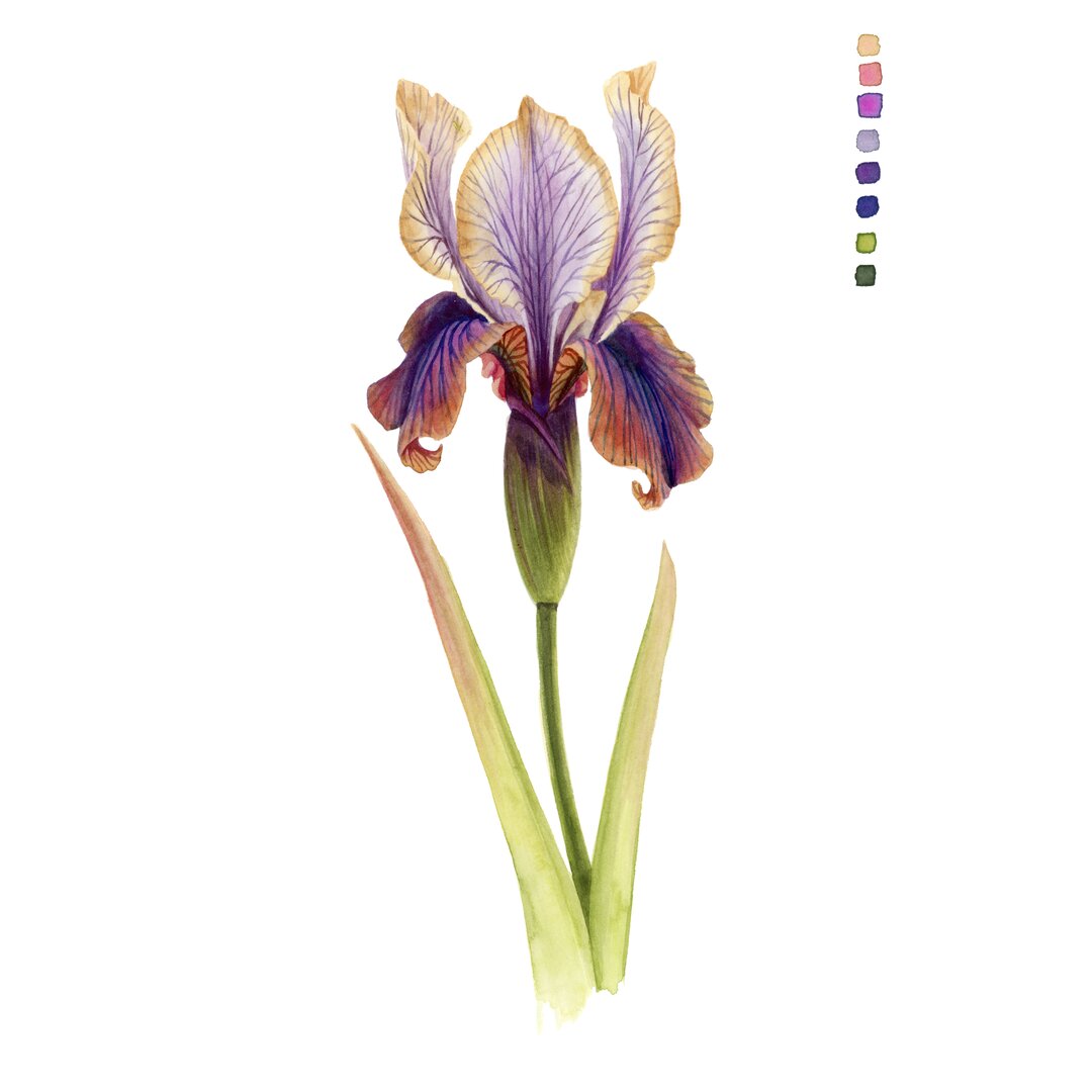 Wandbild Rainbow Iris II