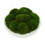 Mousse conservée Vanora en pot-542861115
