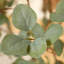 8ft UV Resistant Artificial Eucalyptus Tree with Grey Tall Planter, Pre Potted Faux Eucalyptus