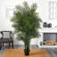 Areca Palm Tree in Pot-422536493