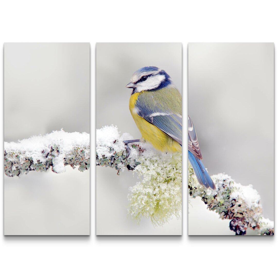 3-tlg. Leinwandbilder-Set Blauer und Gelber Vogel im Winter