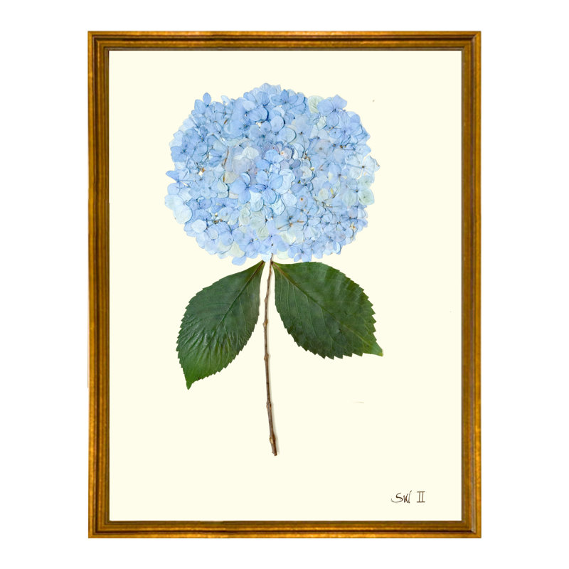 Pressed Hydrangea Framed Print, Antique Gold