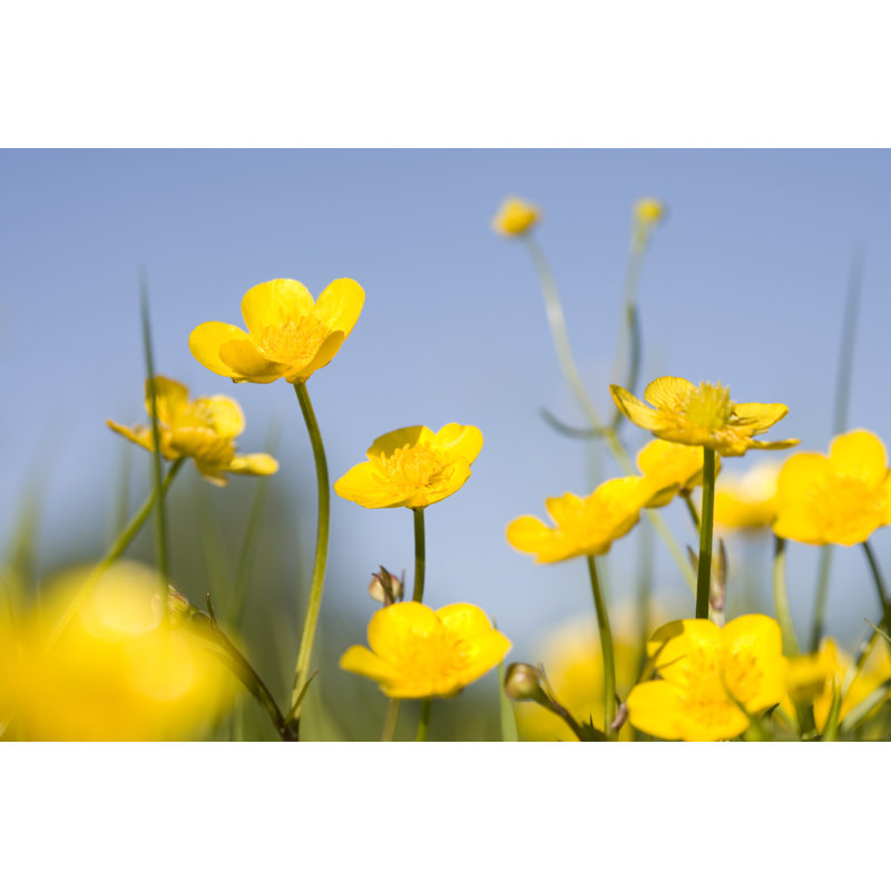 Yellow Buttercups - Wrapped Canvas Print, 30cm H x 46cm W x 3.8cm D