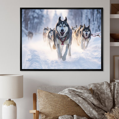 " Alaska Dog Sledding II "