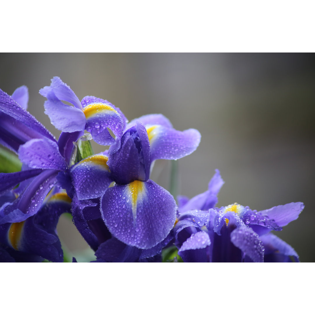 Leinwandbild Iris Blooms von DiavaP