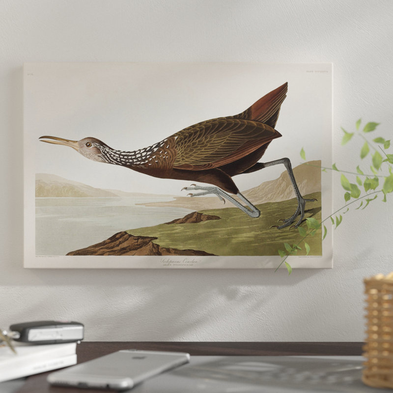 « scolopaceus courlan », impression sur toile, H 26 po x l 40 po x P 1,5 po, Non mat, Toile tendue