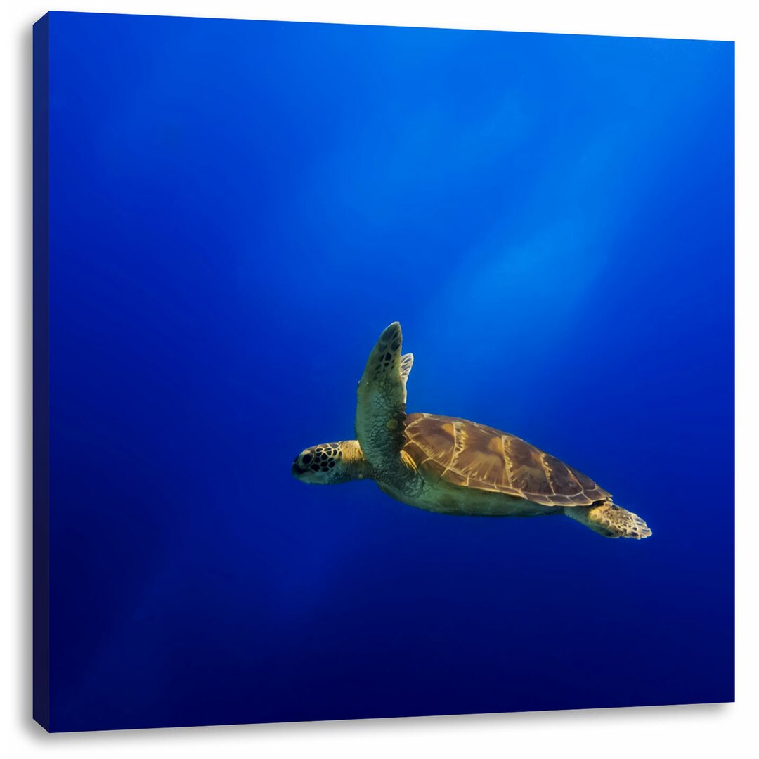 Leinwandbild Alte Schildkröte im Meer