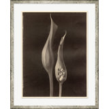 Sepia Flowers 11 Print by Bespoke By Baker