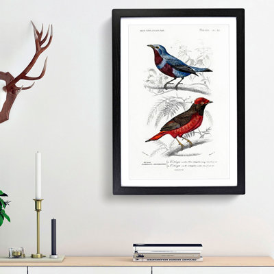 Bird Illustrations PL. 52 by Charles d Orbigny - Framed Print