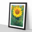 The Sunflower - Picture Frame Painting Print-56855638-56855643
