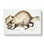 Racoon-Faced Dog by John Edward Gray - Wrapped Canvas-55338261