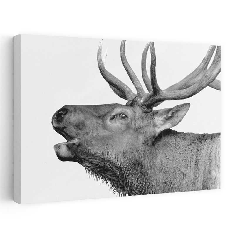 Cerf - photographie animaux, art cerf, H 16 po x l 24 po