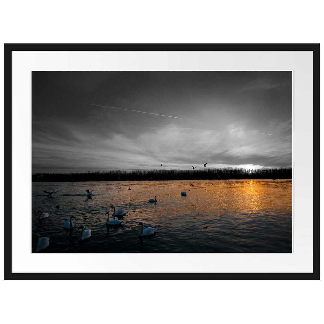 Gerahmtes Poster Weiße Schwäne im Sonnenuntergang