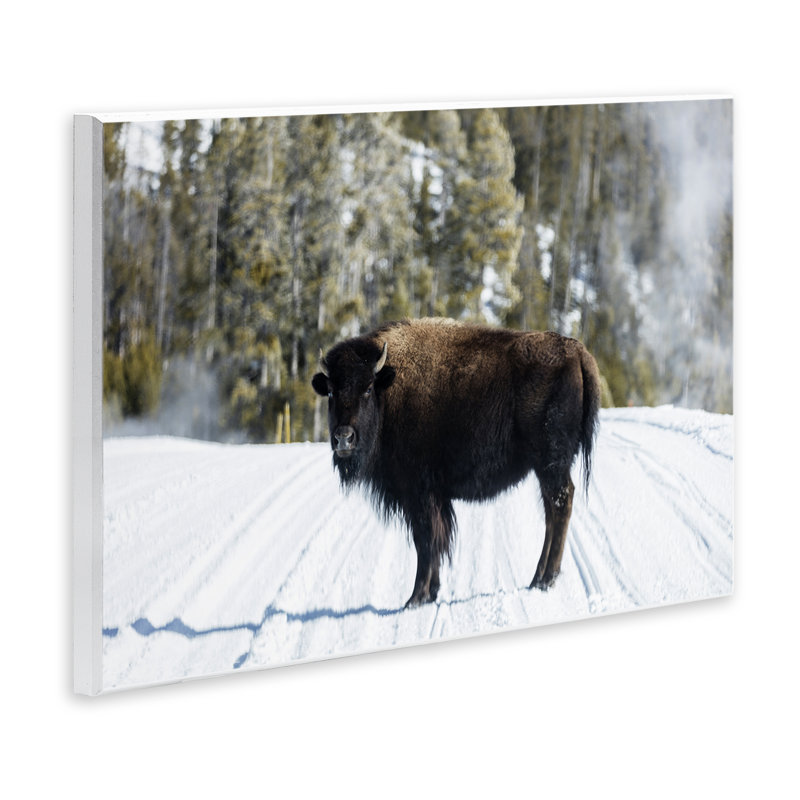 Bison sur une piste enneigée, art mural, conception par PIDDIX, H 10 po x l 15 po