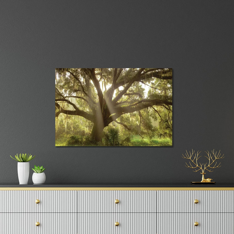 «Beautiful Southern Live Oak Tree, Flordia» par Maresa Pryor - impression non encadrée, H 24 po x l 32 po x P 0,25 po