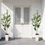 Plant-1167893957-1167893958