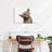 Brampt Cat's Tongue-108733598