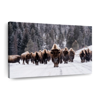 Bison Herd In Winter Canvas Print