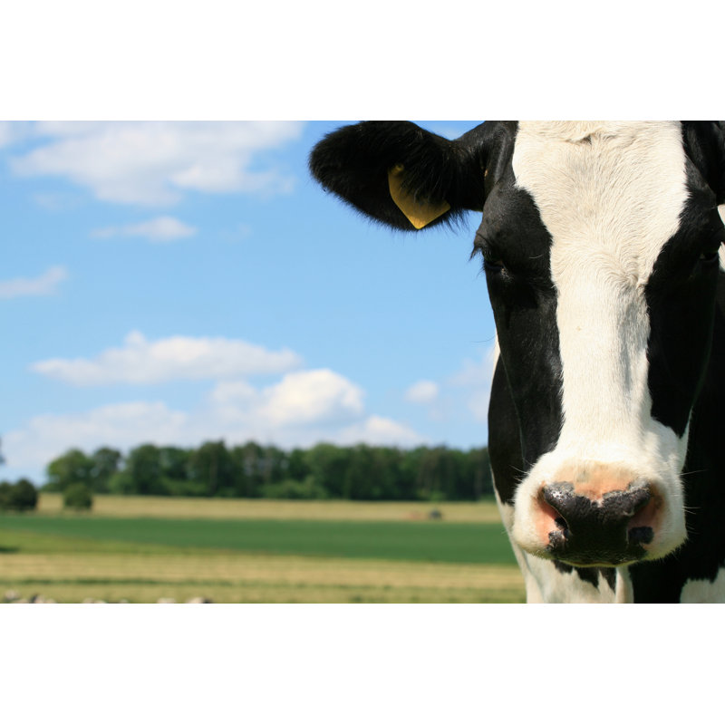 Black Pie Cow in the Countryside 1 Piece Wrapped Canvas Wall Art, 30.48cm H x 45.72cm W