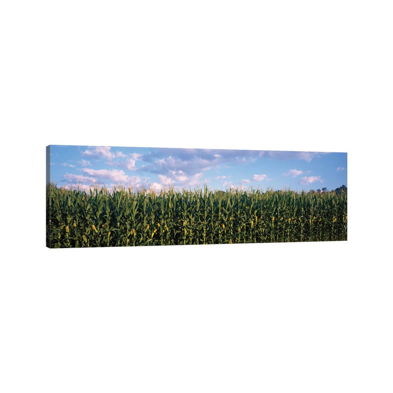 Corn Field, Baltimore County, Maryland, USA - Wrapped Canvas Panoramic Print, 30.48 cm H x 91.44 cm W x 1.91 cm D