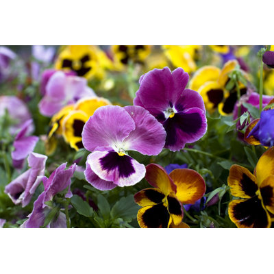 Pansies