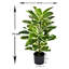 Artificial Real Touch Rubber Plant in Pot-1600626091