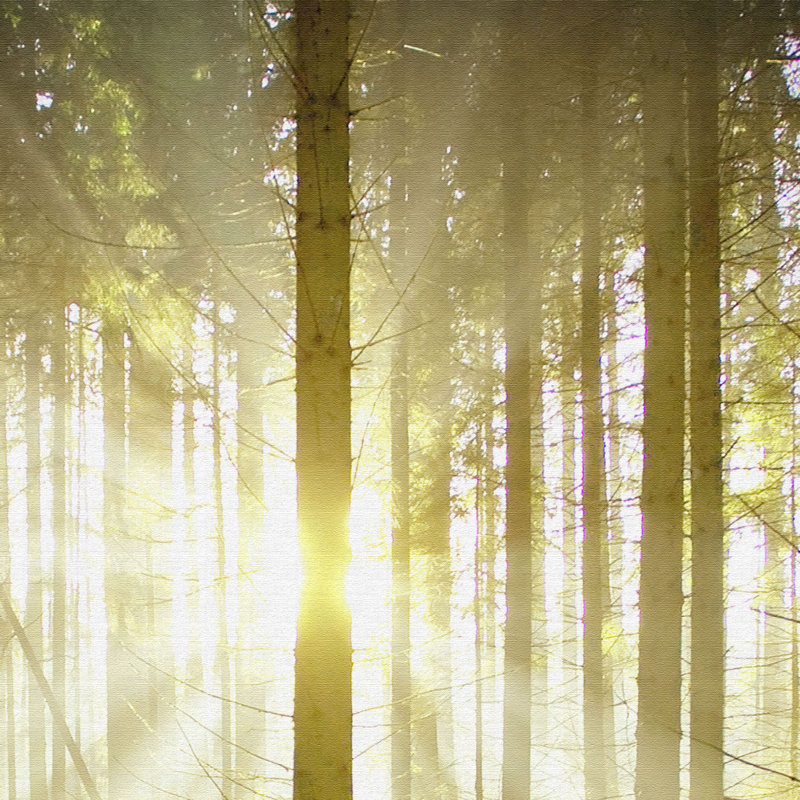 Forest Dark - Print on Canvas, 100cm L x 150cm W x 2cm D, Premium
