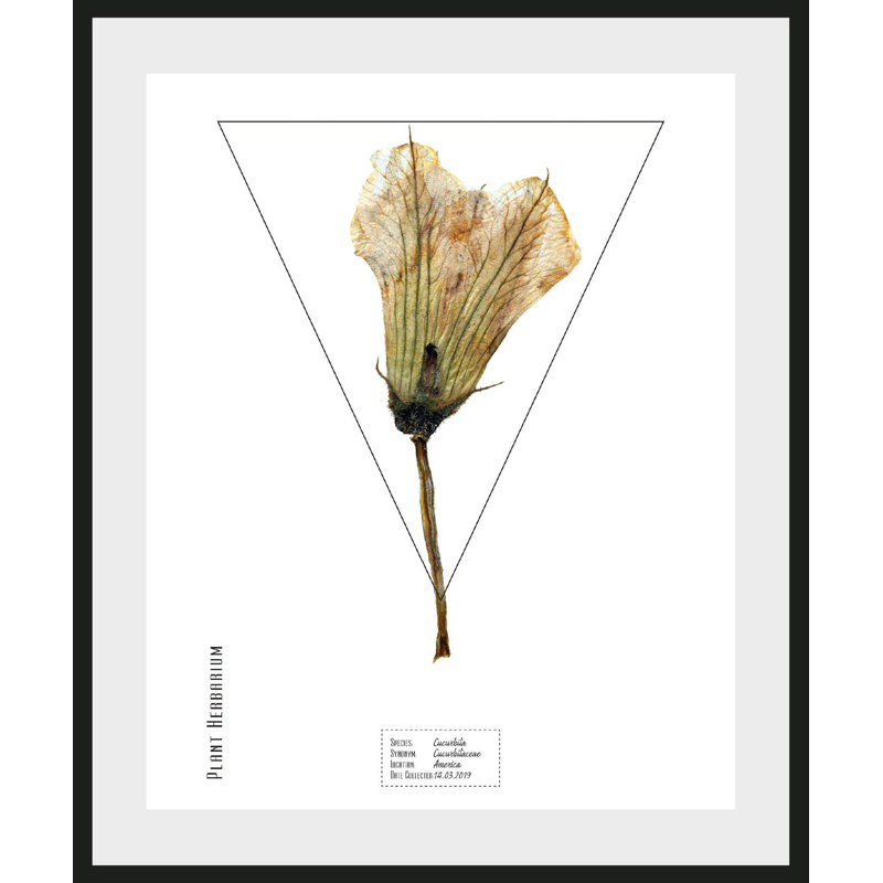 Plant - Single Picture Frame Print