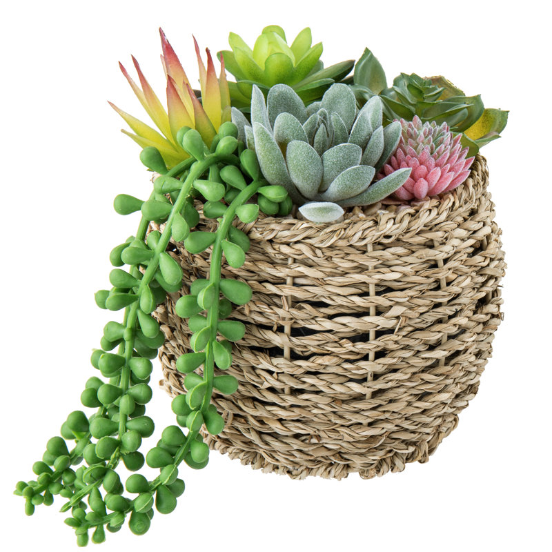 Plante artificielle succulente d'intérieur en pot de rotin