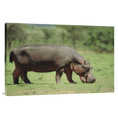 " Africa 'Hippopotamus Grazing On Grass' "