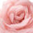 Simulation Rose Flower Throw Pillow Decorative Round Floral Accent Pillow Cover & Insert-1429455341-1408856963