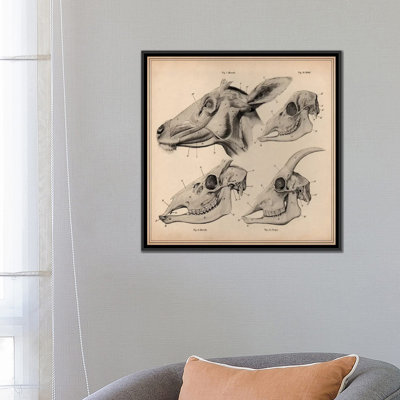 «Goat Head Skeleton Anatomy» par Wilhelm Ellenberger et Hermann Baum, impression sur toile