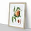 Juicy Peach Tree by Giorgio Gallesio - Picture Frame Graphic Art Print-55610140-55610142