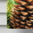 Double Sided 40'' H x 28'' W Polyester House Flag