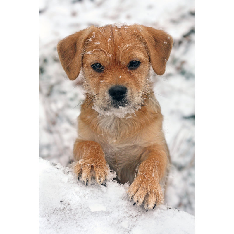Puppy In The Snow - Wrapped Canvas Print, 30cm H x 20cm W