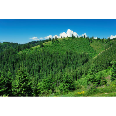 Green Pine Forest 1 Piece Wrapped Canvas Wall Art