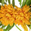 Couronne de brindilles artificielles Pivoine 22 po