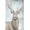 Stag Study I Painting by Jacob Lincoln