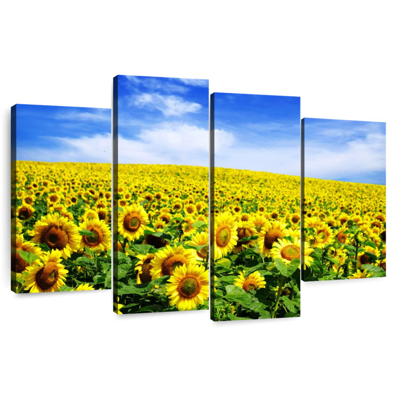 Tournesols d'Alvord sous un ciel bleu, H 22 po x l 36 po