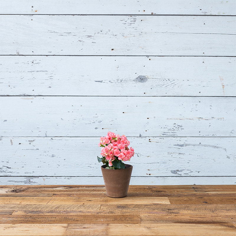 Carrero Pot Planter, 6" H x 6.25" W x 6.25" D, Rust
