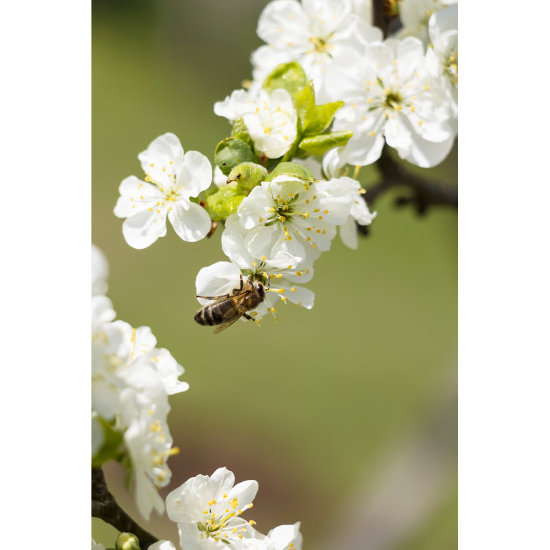 Aprea Bee 1 Piece Wrapped Canvas Wall Art, 30cm H x 20cm W 3.8cm D