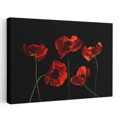 Contemporary Art Contemporary Poppy Flower Art