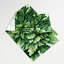 Tapisserie murale légumes roquette Eruca sativa-133637611