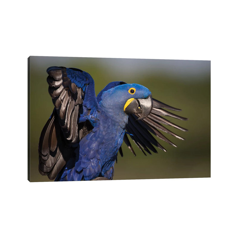 Hyacinth Macaw Flapping Wings by Mogens Trolle - Wrapped Canvas Print, 20.32 cm H x 30.48 cm W