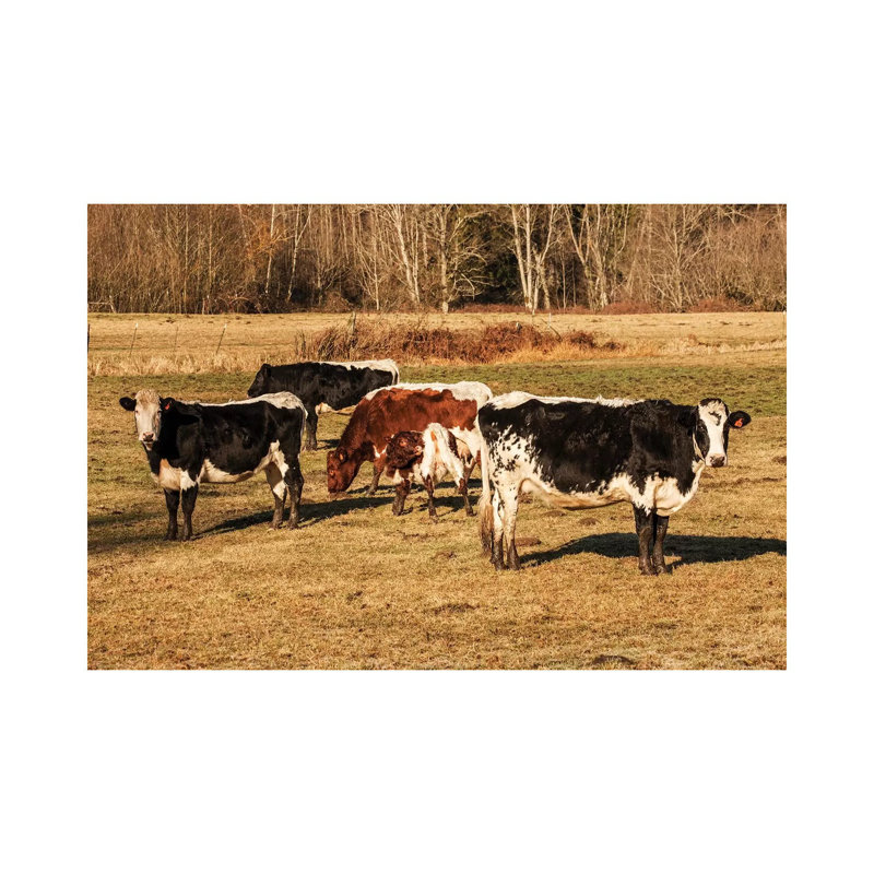 Pinzgauer Beef Cattle Grazing In A Pasture I, Issaquah, Washington, USA by Janet Horton - Wrapped Canvas Print