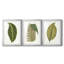 3 feuilles-1839807115-1839807220
