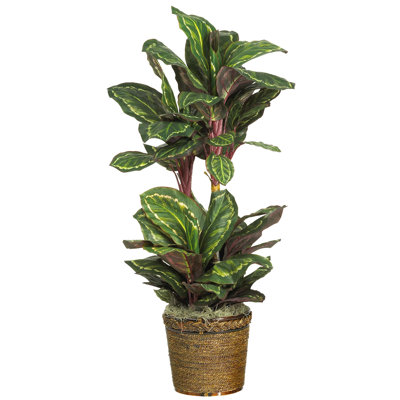 Soie Maranta plante de sol en pot