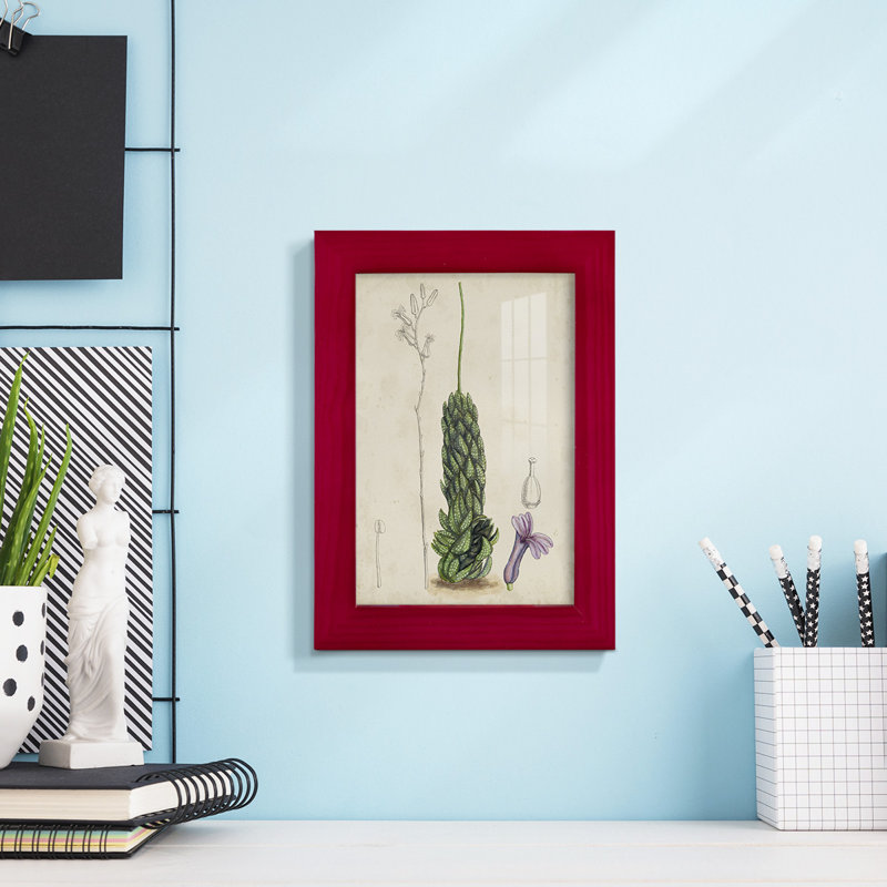 Antique Cactus IV, reproduction encadrée sur papier, Rouge, H 6 po x l 4 po x P 1 po