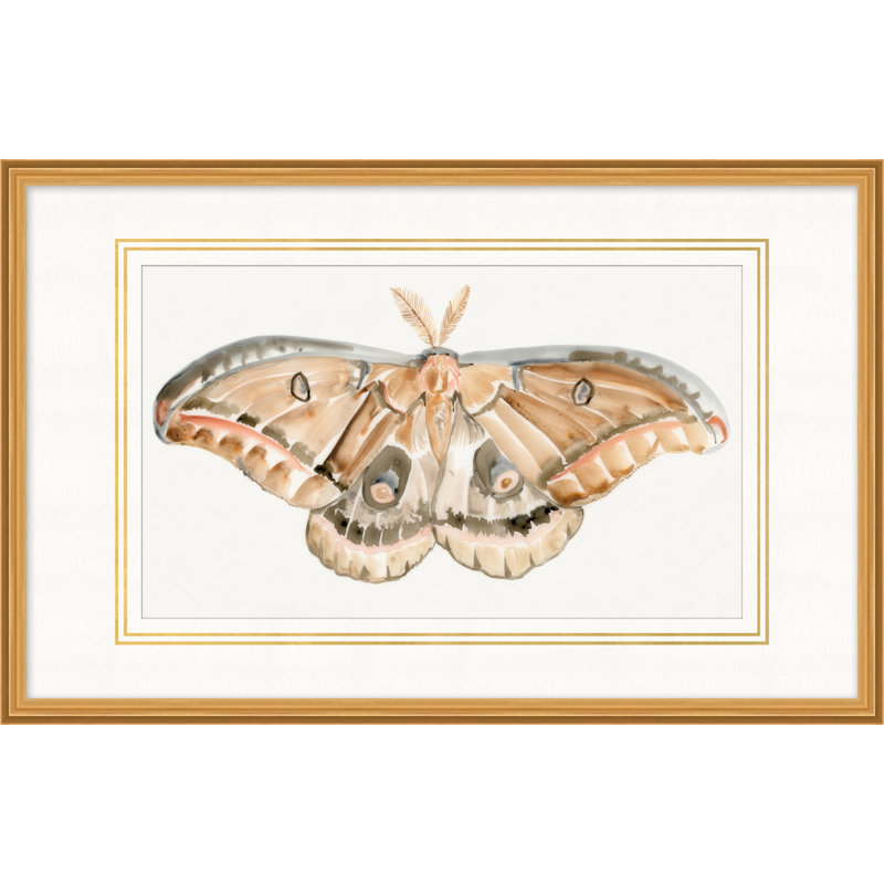 Ailes de couleur 6